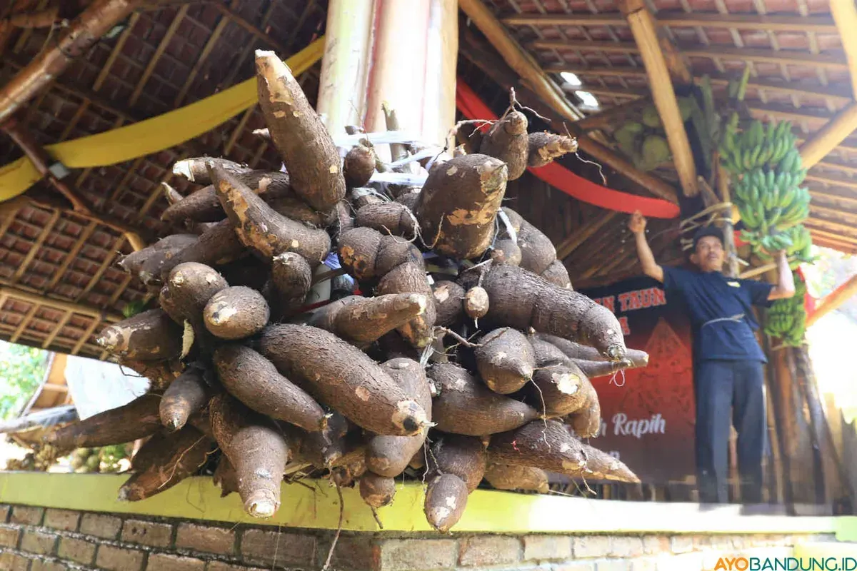 Selama lebih dari satu abad, Warga Kampung Adat Cireundeu sudah terbiasa mengonsumsi rasi atau beras yang diolah dari singkong. (Sumber: ayobandung.id | Foto: Irfan Al Faritsi)