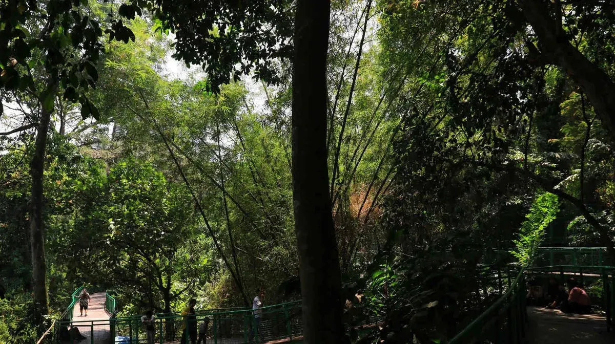 Hutan Kota Babakan Siliwangi, Kota Bandung. (Sumber: Ayobandung.id | Foto: Irfan Al-Faritsi)