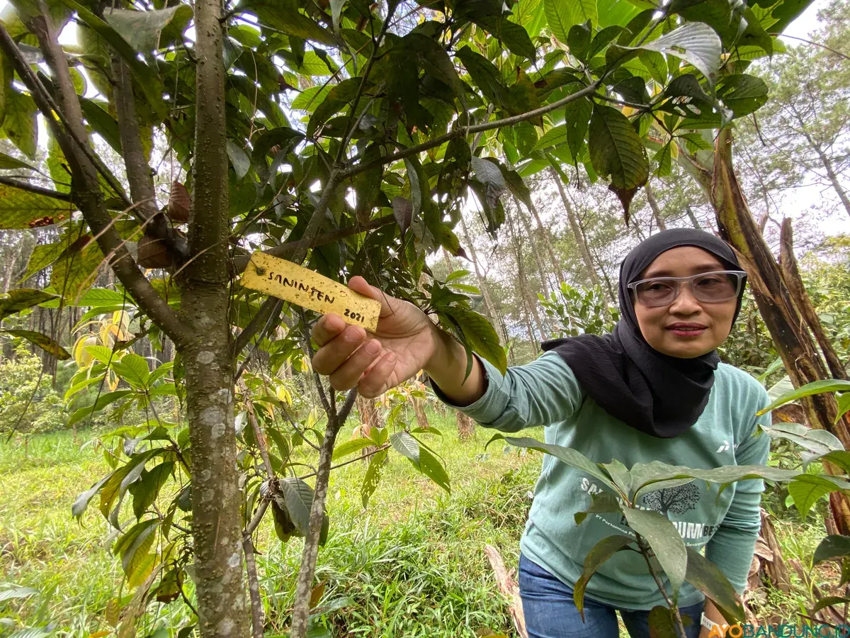 Leni Suswati menunjukkan pohon saninten. (Sumber: ayobandung.id | Foto: Restu Nugraha)