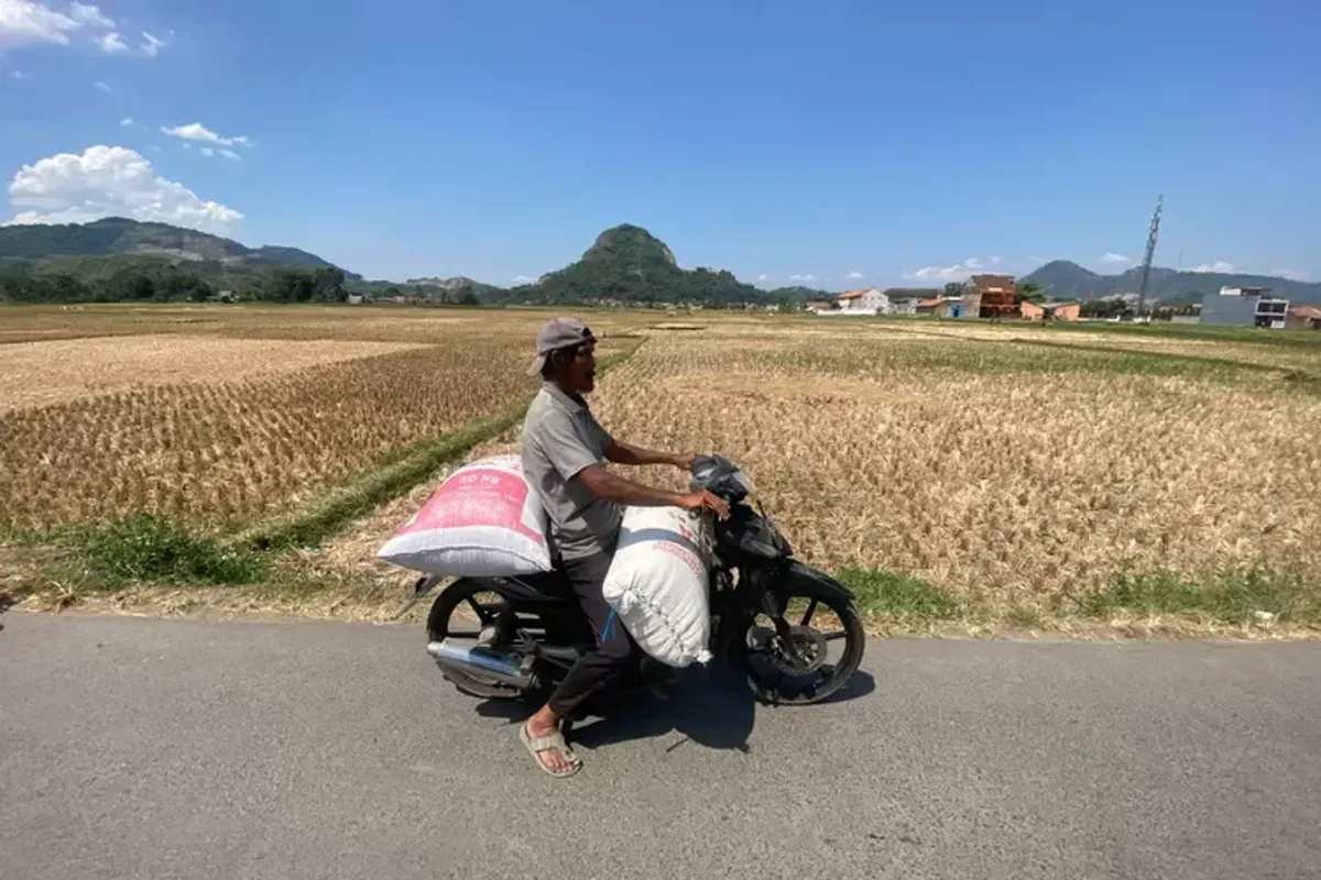 Ilustrasi kemarau di masa panen. (Sumber: Ayobandung.id | Foto: Restu Nugraha)