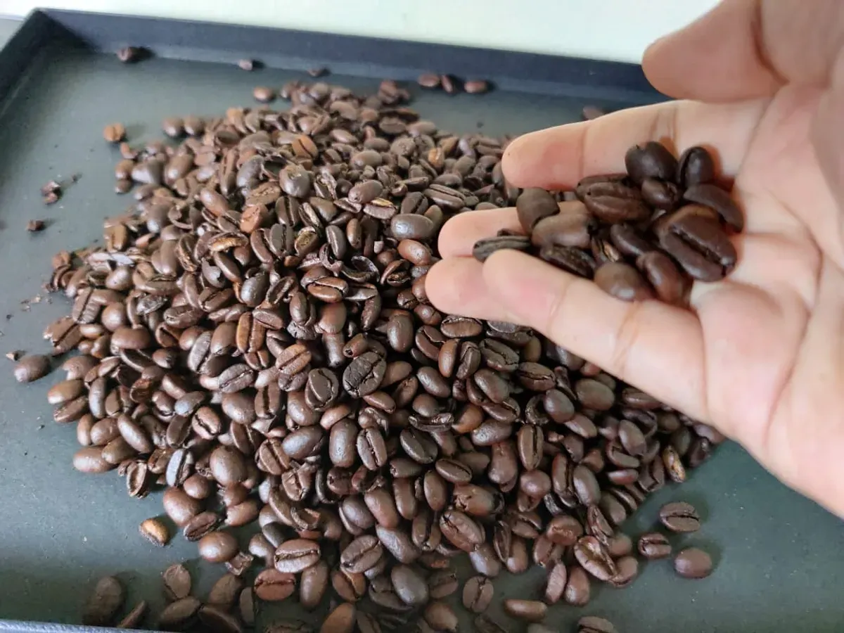 Biji kopi Arabika asal Jabar. (Sumber: Ayobandung.id | Foto: Eneng Reni Nuraisyah Jamil)