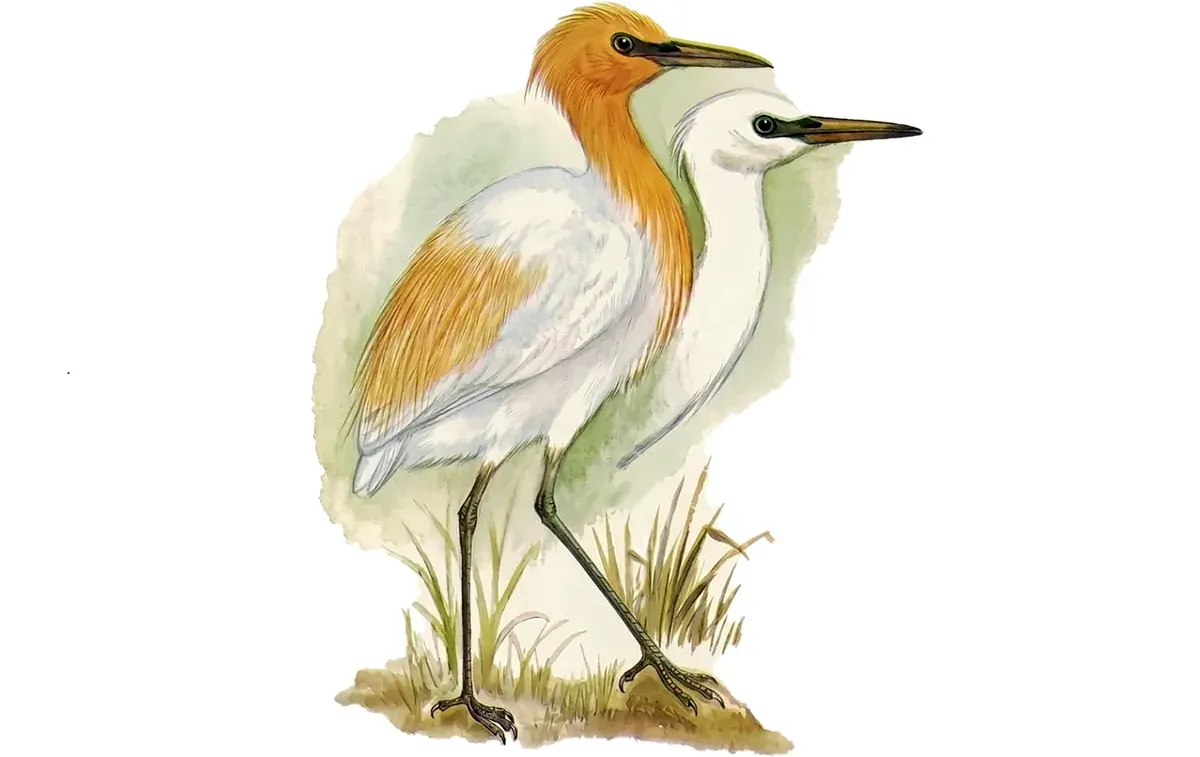 Kuntul kerbau (Bubulcus ibis) pada saat musim berbiak, dengan bulu yang menarik lawan jenis, jingga keemasan, dan warna putih sesudah musim berbiak. (Sumber: John MacKinnon (1993))