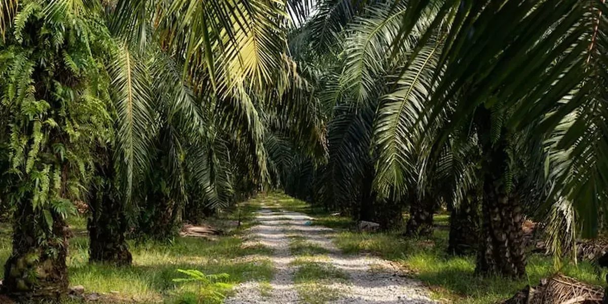 Ilustrasi perkebunan sawit (Sumber: Freepik)