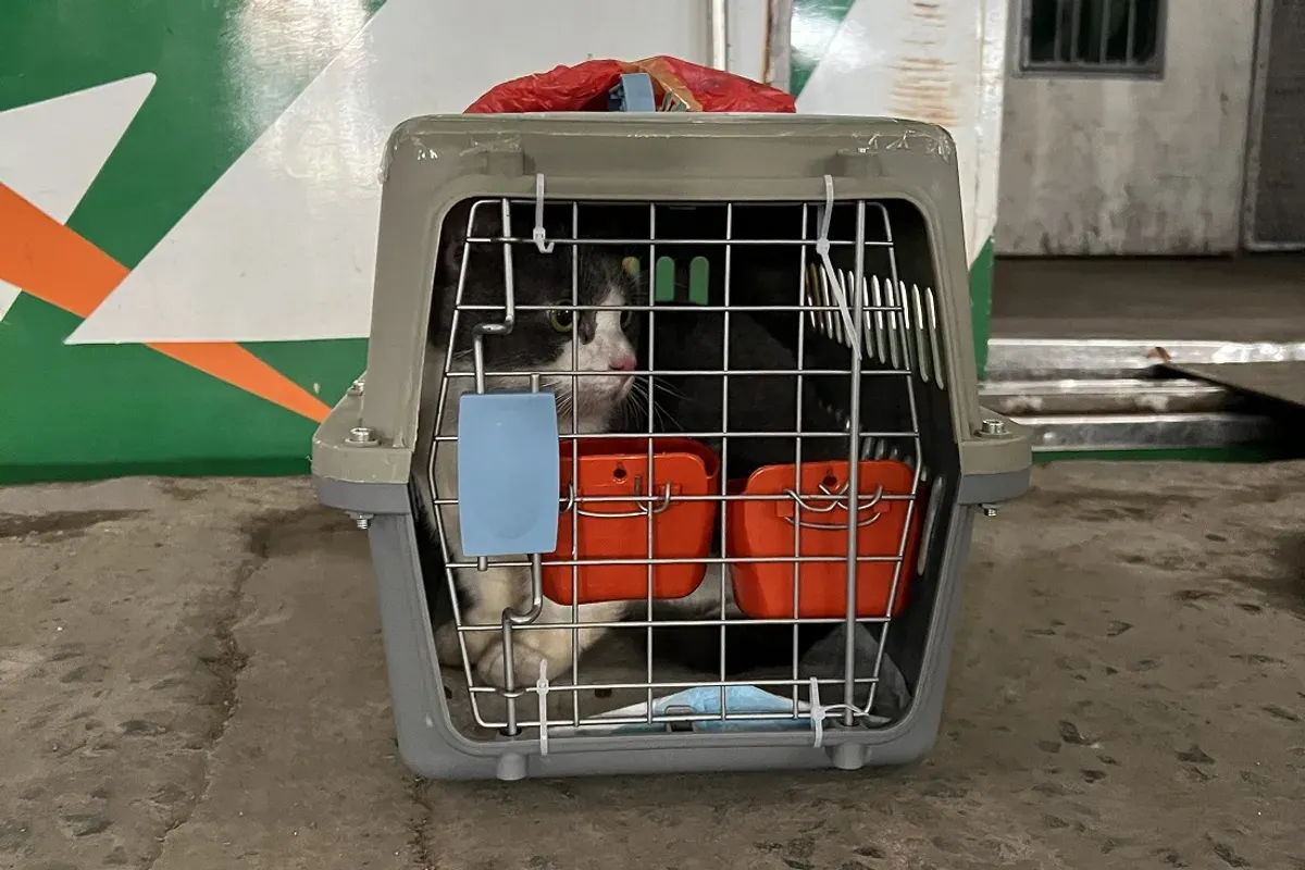 Periode Nataru 2025/2026 menjadi saksi bagaimana mobilitas masyarakat tidak hanya meningkat dalam bentuk perjalanan manusia, tetapi juga dalam arus pengiriman hewan peliharaan. (Sumber: KAI Logistik)