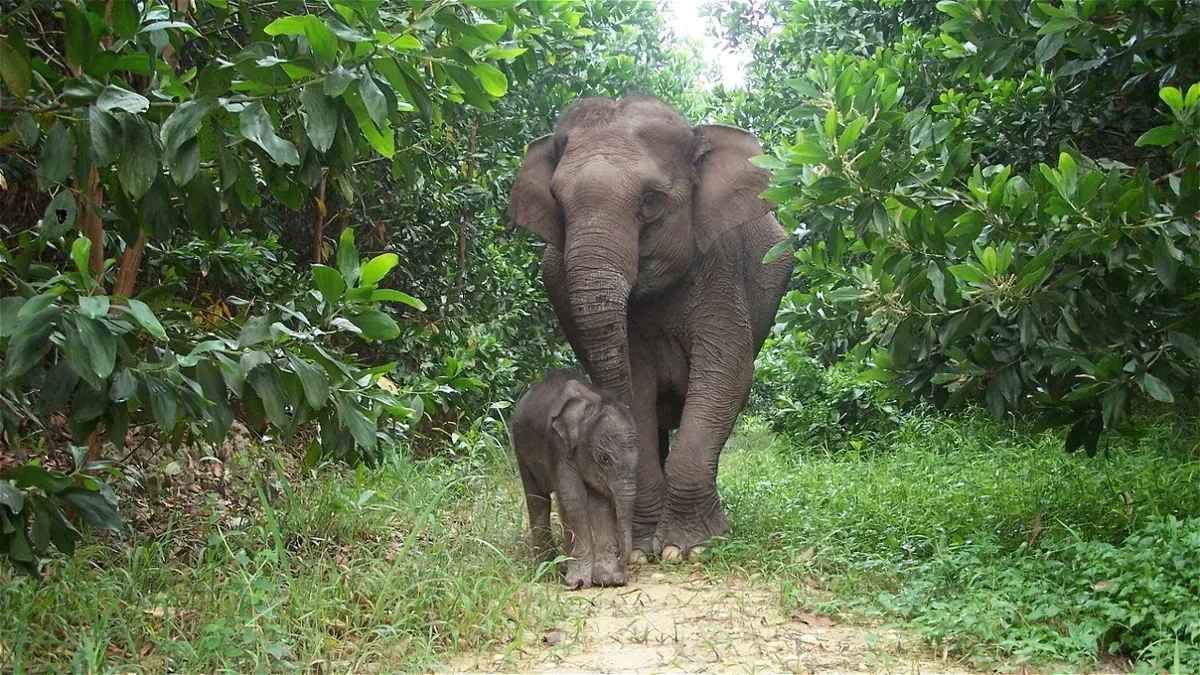 Gajah Sumatra. (Sumber: WWF Indonesia)