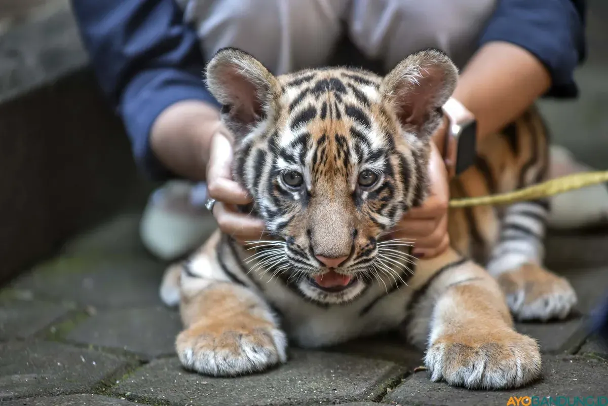 Huru dan Hara mati akibat terinfeksi virus feline panleukopenia. Hara lebih dulu mati pada 24 Maret 2026, disusul Huru pada 26 Maret 2026. (Sumber: ayobandung.id | Foto: Kavin Faza)