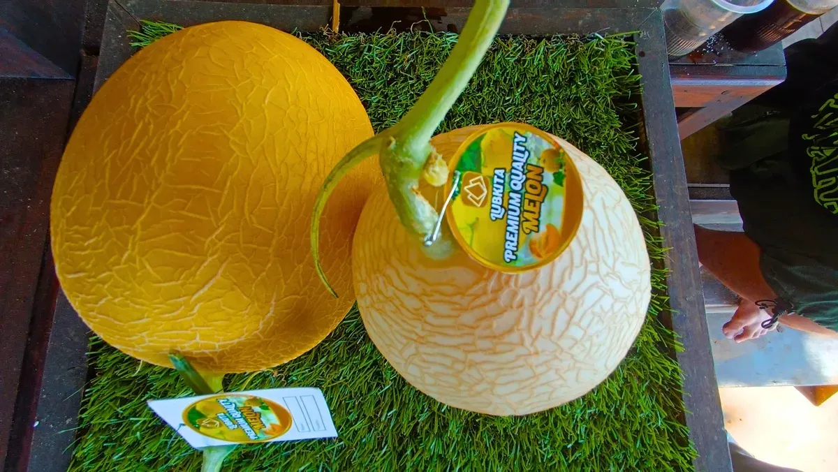 Hasil budidaya melon premium di Desa Margamukti, Sumedang Utara, (22/5/2026). (Sumber: Ayobandung.id | Foto: Aris Abdulsalam)