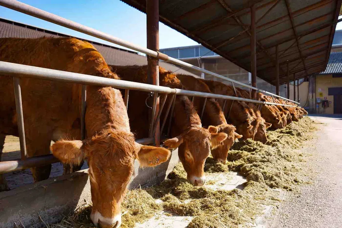 Hewan udhiyyah di Indonesia adalah sapi, kambing, domba, kerbau (Sumber: Pixeabay | Foto: Paskvi)