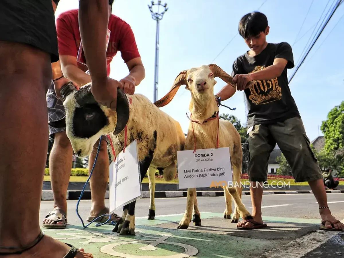 Panitia bersiap melakukan penyembelihan hewan kurban berupa sapi dan domba di halaman Masjid Lautze 2, Jalan Tamblong, Kota Bandung pada Rabu, 27 Mei 2026. (Sumber: Ayobandung.com | Foto: Irfan Al-Faritsi)
