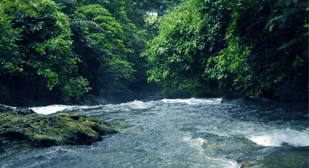 Hutan yang terjaga memberikan kelimpahan sumberdaya alam. Masyarakat memanfaatkan tanpa merusak. (Foto: T. Bachtiar)