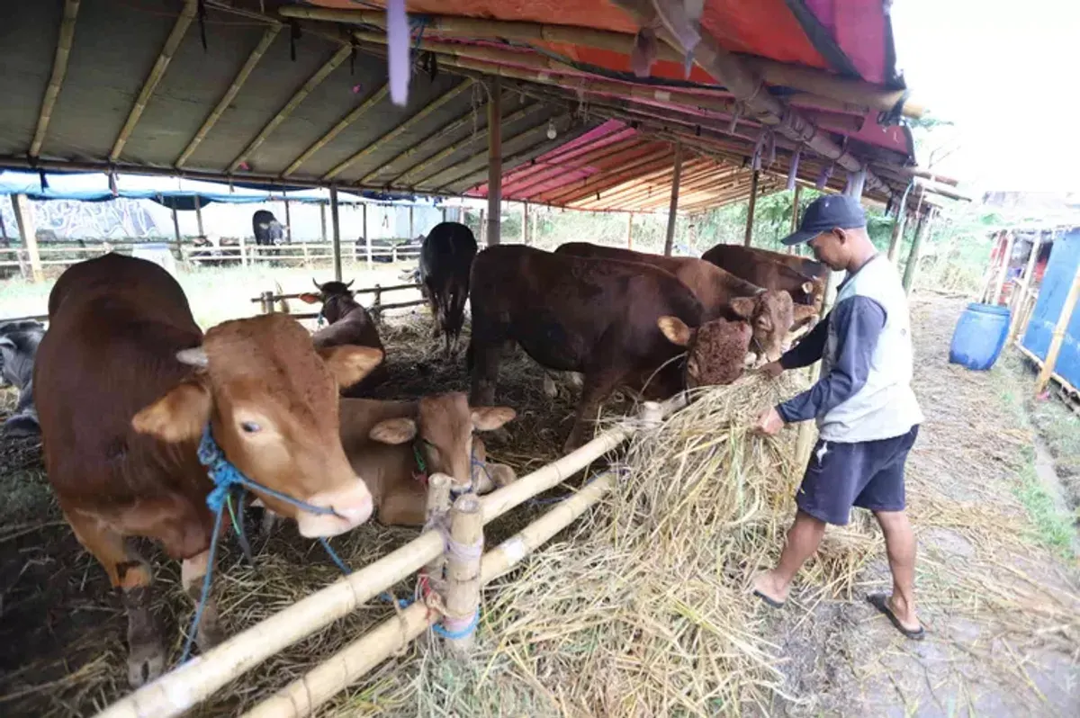 Sapi dan kambing yang akan dikurbankan (Sumber: ayobandung.id)