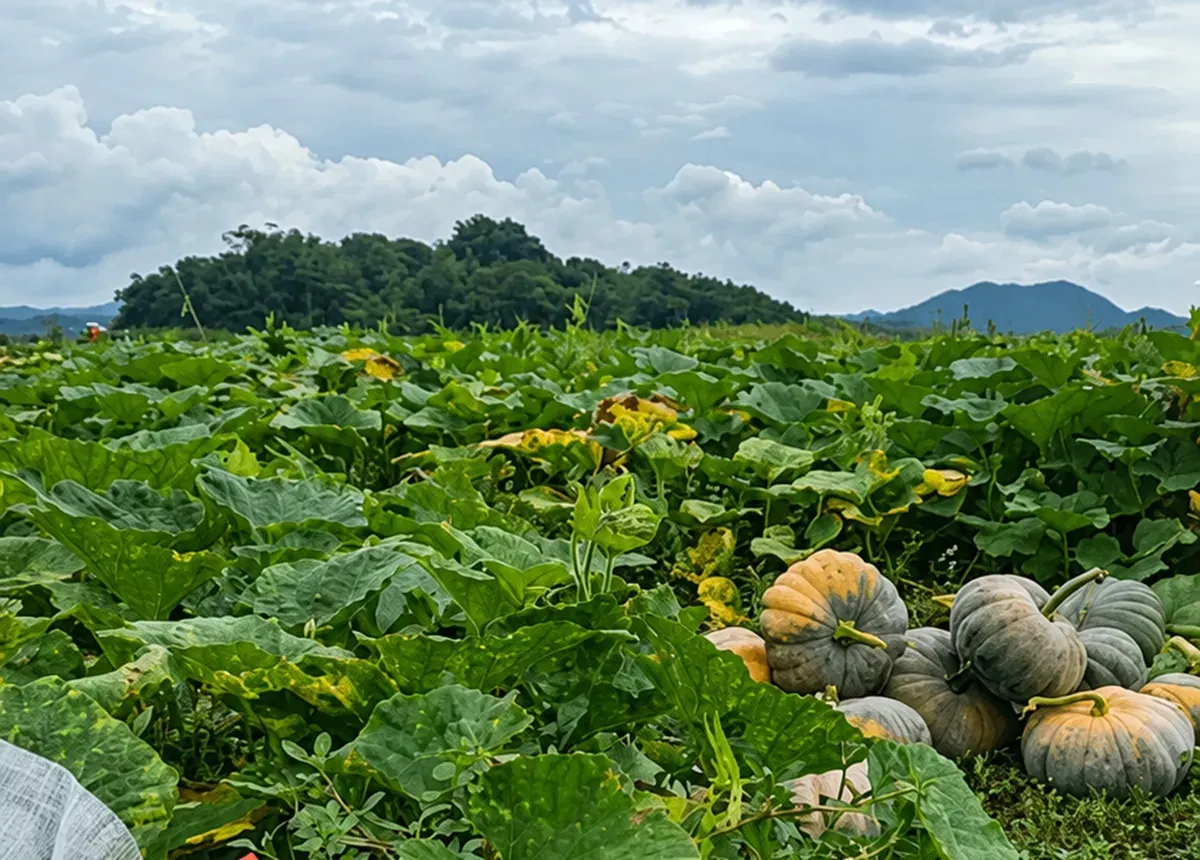 Waluh besar hasil pertanian waduk surut di Desa Cisurat, Kecamatan Wado, Kabupaten Sumedang, (11/6/2026). (Sumber: Ayobandung.id | Foto: Aris Abdulsalam)