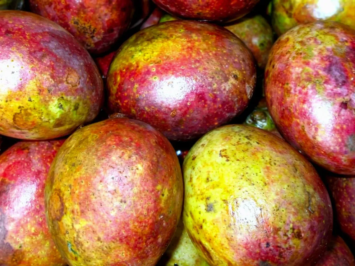 Buah kasturi (Mangifera casturi) sudah tidak dikenali lagi di Jawa Barat, tapi abadi dalam toponim Desa Kasturi yang terdapat di Kabupaten Majalengka dan di Kabupaten Kuningan. (Sumber: Dokumentasi Penulis | Foto: T Bachtiar)