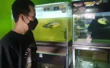 Melirik Potensi Bisnis Ikan Gabus Hias yang Punya Harga Jual Jutaan Rupiah