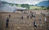 Ratusan Hektare Kebun Teh Malabar Hilang: Benarkah Karena HGU Habis dan Lemahnya Pengawasan?