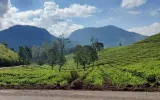 Keheningan yang Menyapa dari Kebun Teh Pangalengan