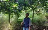 Aroma Kopi di Bawah Tegakan, Cibulao dan Gerakan Menyulam Hutan