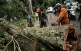 Penebangan Pohon Malam Hari: Kejahatan Lingkungan atau Sekadar Pelanggaran Administratif?