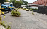 Dari Kasus Penebangan Pohon hingga Persib-Persija, Isu Menarik Pekan Ini untuk Ayo Netizen
