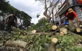 Saat Pohon Tumbang dan Rasa Aman Dipertaruhkan