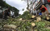 Pohon, Bisnis, dan Kehidupan
