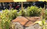 Pohon di Kota Bandung Ditebang Ilegal, Tapi Anggaran Beli Lahan RTH 2026 Malah Tak Ada