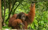 Jika Pohon-Pohon di Kalimantan Bisa Bernyanyi dan Hewan di Dalamnya Bisa Bicara