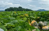 Waluh yang Meluruh Kemiskinan di Pinggiran Waduk Jatigede