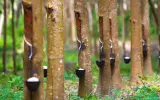 Transformasi Perkebunan Karet Alam di Jabar, Mungkinkah?