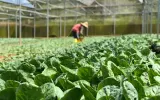 Smart Farming: Ketika Teknologi Membuka Peluang Baru bagi Generasi Muda di Sektor Pertanian Indonesia