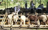 Makna Berkurban di Tengah Hidup yang Serba Sulit