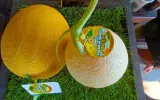 Melon Premium Margamukti, dari Desa ‘Tanpa Keunikan’ sampai Berhasil Ciptakan Ekosistem Mandiri