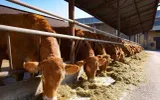 Ibadah Qurban atau Ibadah Udhiyyah? Yuk Kenali Istilah yang benar dalam Islam