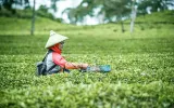 Awal Penemuan Teh dan Awal Penanamannya di Indonesia