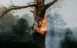 Ketika Hutan Terbakar, Masa Depan Ikut Terbakar 