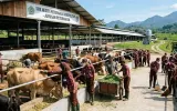 Nestapa Dago Dairy dan Asa Kedaulatan Pakan dari Bangku SMK