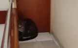 Bukan Macan yang Salah Cari Alamat, tapi Kita yang Mengubah Alamat Mereka