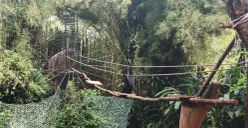 Kematian 7 Satwa di Bandung Zoo, Kisruh Internal dan Bayangan Kasus Kardit yang Belum Hilang