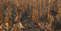 Menata Ulang Arah Kurikulum Pendidikan Hijau di Tengah Bayang-Bayang Krisis Iklim