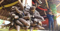 Seabad Lebih Tanpa Nasi, Kampung Cireundeu Pertahankan Kemandirian dan Ketahanan Pangan Lokal Lewat Singkong