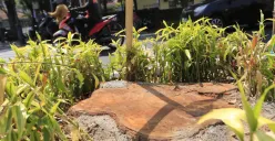 Pohon di Kota Bandung Ditebang Ilegal, Tapi Anggaran Beli Lahan RTH 2026 Malah Tak Ada