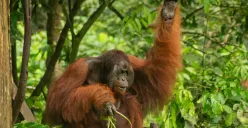 Jika Pohon-Pohon di Kalimantan Bisa Bernyanyi dan Hewan di Dalamnya Bisa Bicara