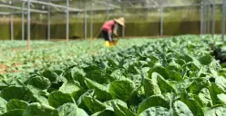 Smart Farming: Ketika Teknologi Membuka Peluang Baru bagi Generasi Muda di Sektor Pertanian Indonesia