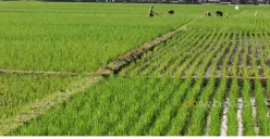 Mengapa Hari Tani dan Reforma Agraria Penting bagi Warga Bandung?