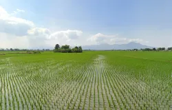 Persawahan di Kecamatan Bojongsoang, Kabupaten Bandung. (Sumber: Google map)
