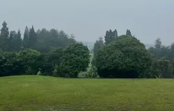 Nuansa damai dan asri di bawah langit pepohonan Uncle D Backyard. (Sumber: Dokumentasi Penulis | Foto: Carissa Syarafina)
