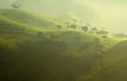 Perkebunan Teh Cukul, Pangalengan. (Sumber: Wikimedia)