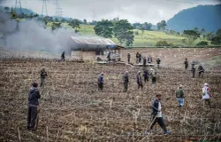 Petani Teh Bakar Gubug dan Rusak Lahan Pertanian Ilegal di Kertamanah Kabupaten Bandung. (Sumber: ayobandung.id | Foto: Kavin Faza)