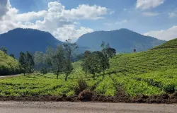 Keindahan Kebun Teh Pangalengan. (Dok. Pribadi)