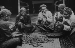 Proses pemilahan bijih kopi dengan mulut di Priangan tahun 1910-an. (Sumber: KITLV)